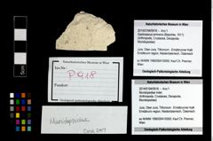 Foto (Objekt + Etikett) von Mundopsidae indet.  (NHMW-GEO-2014-0194-0918)